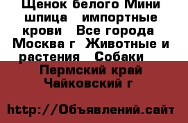 Щенок белого Мини шпица , импортные крови - Все города, Москва г. Животные и растения » Собаки   . Пермский край,Чайковский г.